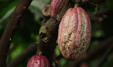 Le cacao,  l'or noir de la Côte d'Ivoire